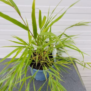 Hakonechloa Macra (hakonegras) 2 liter pot