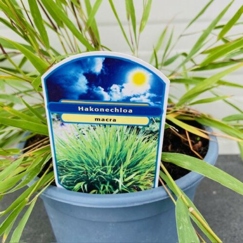 Hakonechloa Macra (hakonegras) 2 liter pot