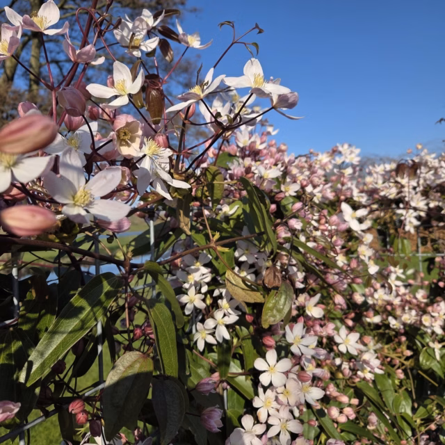 Clematis 'Apple blossom'
