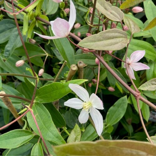 Clematis 'Apple blossom'