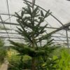 Kerstboom Abies Nordmanniana in pot 250 - 300 cm