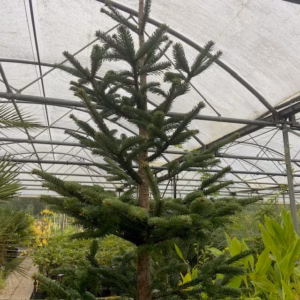 Kerstboom Abies Nordmanniana in pot 250 - 300 cm