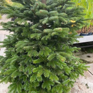 Kerstboom Abies Nordmanniana in pot 250 - 300 cm