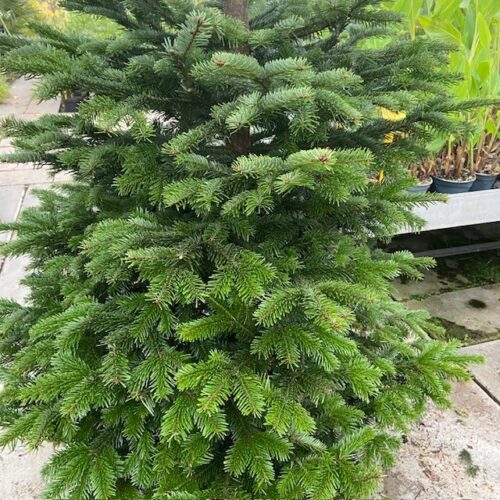 Kerstboom Abies Nordmanniana in pot 250 - 300 cm