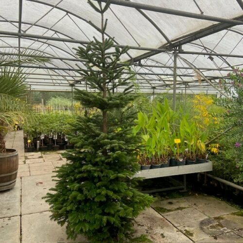 Kerstboom Abies Nordmanniana in pot 250 - 300 cm