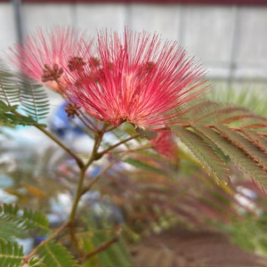 Albizia Julibrissin 'Evi’s pride' (Perzische slaapboom)