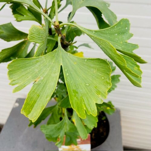 Ginkgo Biloba