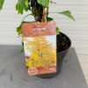 Ginkgo Biloba