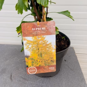 Ginkgo Biloba