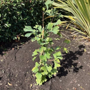 Ginkgo Biloba