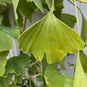 Ginkgo Biloba