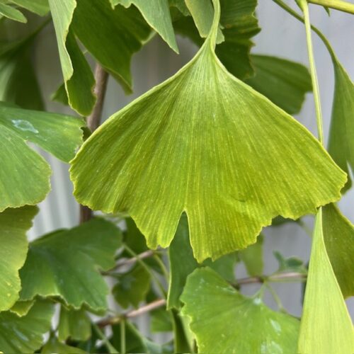 Ginkgo Biloba