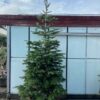 Kerstboom Abies Nordmanniana in pot 250 - 300 cm