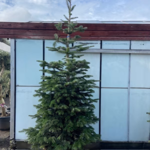 Kerstboom Abies Nordmanniana in pot 250 - 300 cm