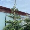 Kerstboom Abies Nordmanniana in pot 250 - 300 cm