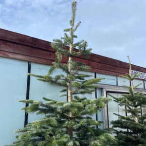 Kerstboom Abies Nordmanniana in pot 250 - 300 cm