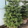 Kerstboom Abies Nordmanniana in pot 250 - 300 cm