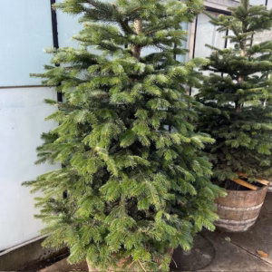 Kerstboom Abies Nordmanniana in pot 250 - 300 cm
