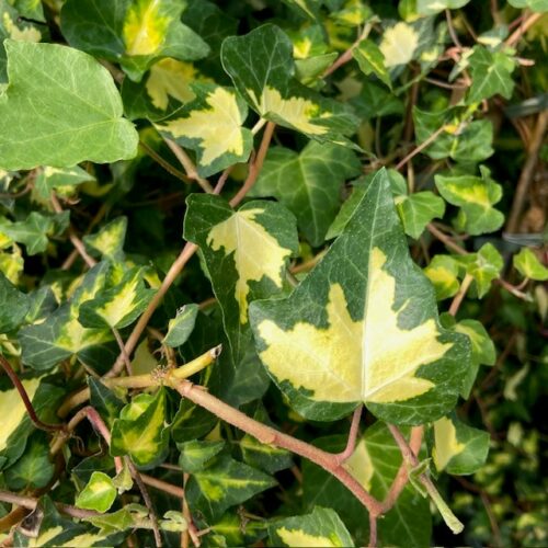 Hedera helix Goldheart (Klimop)