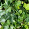 Hedera helix (klimop) - Afbeelding 2