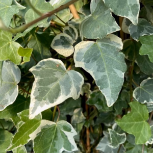 Hedera helix Glacier (Klimop)