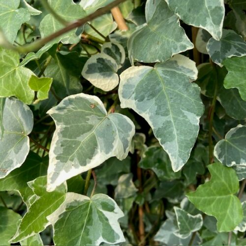 Hedera helix Glacier (Klimop)