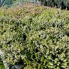 Heide planten in verschilleden kleuren bij Tas Boomkwekerij te Waddinxveen