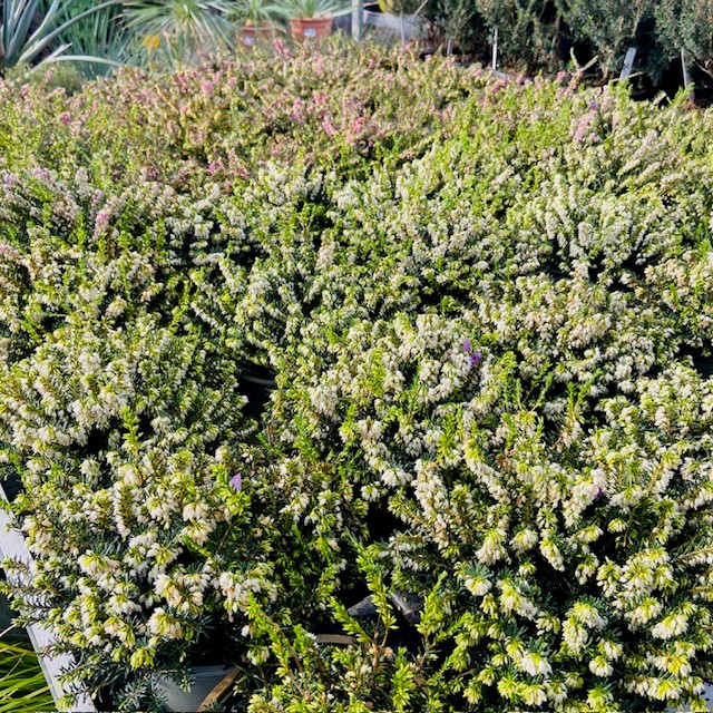 Heide planten in verschilleden kleuren bij Tas Boomkwekerij te Waddinxveen