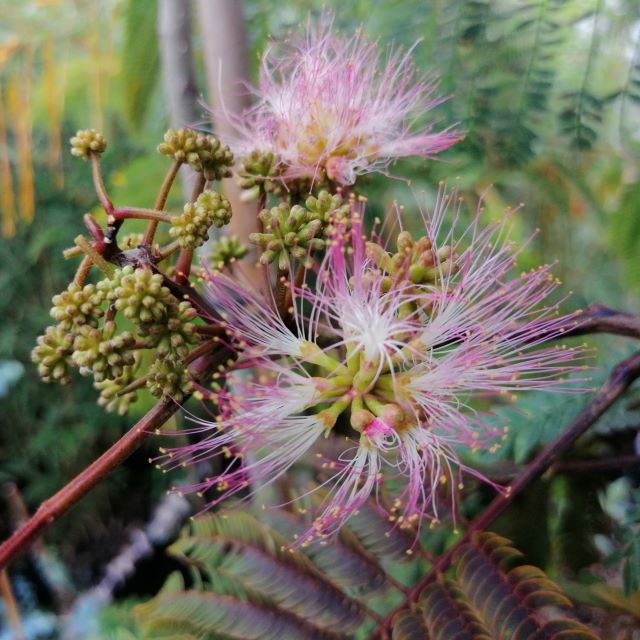 Albizia Julibrissin 'Chocolate Fountain' (Perzische slaapboom)