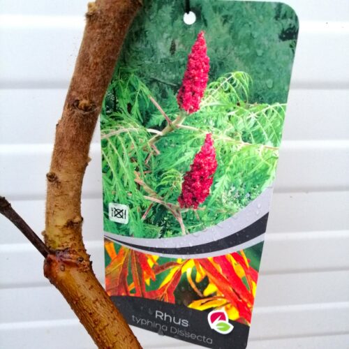 Rhus typhina 'Dissecta' (fluweelboom)