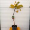 Rhus typhina 'Dissecta' (fluweelboom)