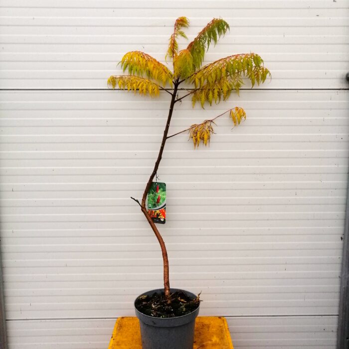 Rhus typhina 'Dissecta' (fluweelboom)