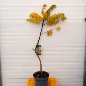 Rhus typhina 'Dissecta' (fluweelboom)