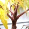 Rhus typhina (fluweelboom)