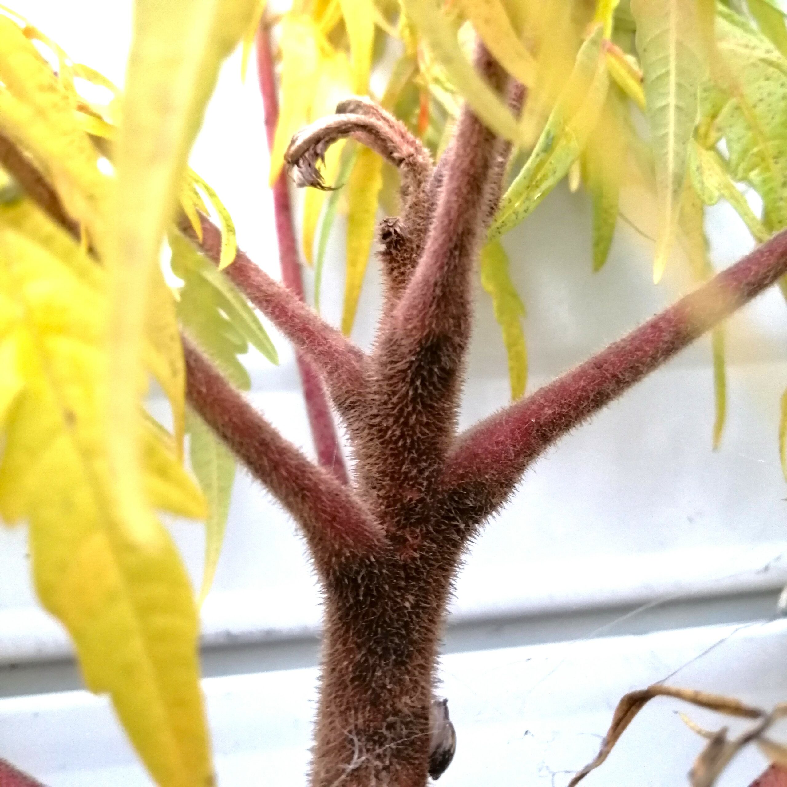 Rhus typhina (fluweelboom)