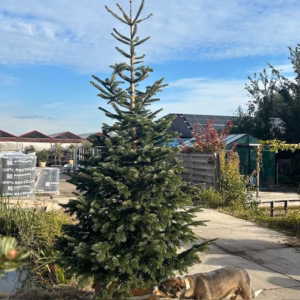 Kerstboom Abies Nordmanniana in pot 250 - 300 cm