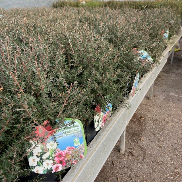 Manuka bij Tas Boomkwekerij te Waddinxveen