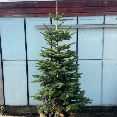 Kerstboom Abies Nordmanniana in pot 200 - 250 cm