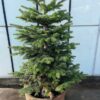 Kerstboom Abies Nordmanniana in pot 200 - 250 cm