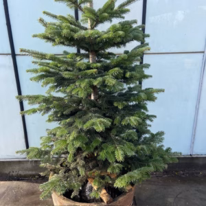 Kerstboom Abies Nordmanniana in pot 200 - 250 cm