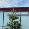 Kerstboom Abies Nordmanniana in pot 200 - 250 cm