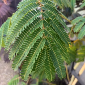 Albizia Julibrissin 'Ombrella' (Perzische slaapboom)