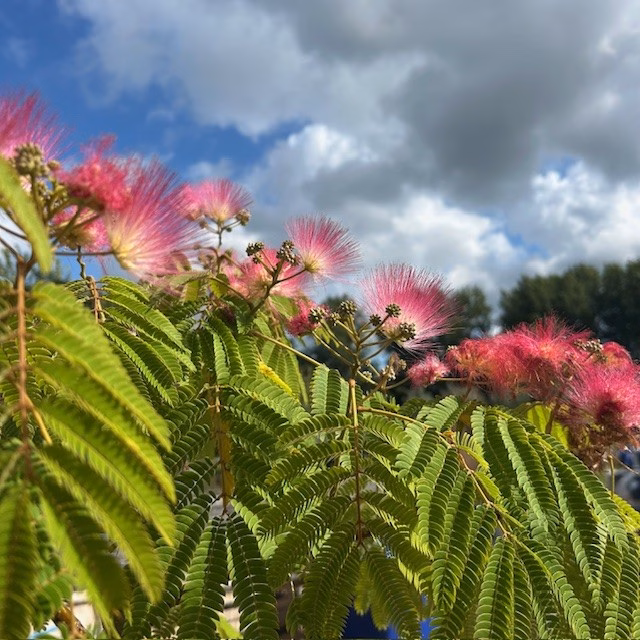 Albizia Julibrissin 'Ombrella' (Perzische slaapboom)