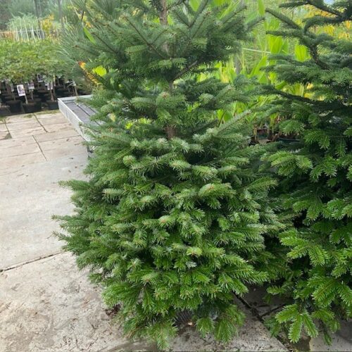 Kerstboom Abies Nordmanniana in pot 200 - 250 cm