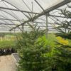 Kerstboom Abies Nordmanniana in pot 200 - 250 cm