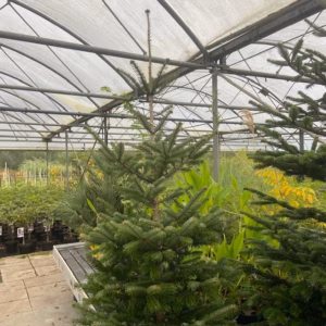 Kerstboom Abies Nordmanniana in pot 200 - 250 cm