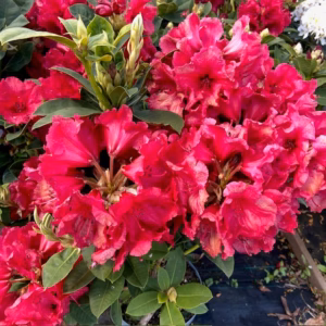 Rhododendron 'Red Jack'