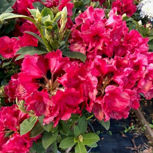 Rhododendron 'Red Jack'