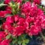 Rhododendron 'Red Jack'