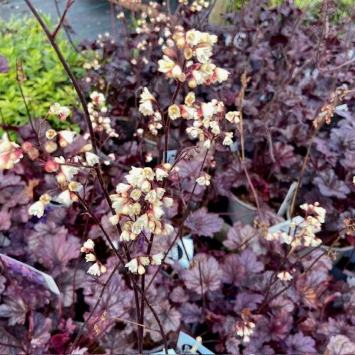 Heuchera 'Shanghai' (purperklokje)